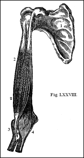 Fig. LXXVIII.