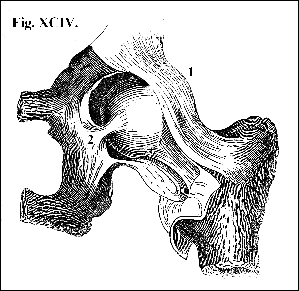 Fig. XCIV.