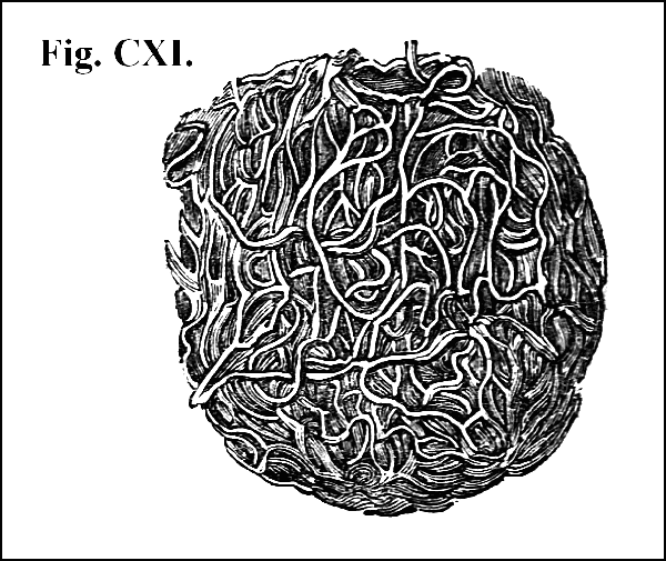 Fig. CXI.
