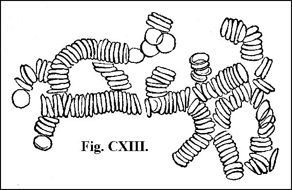 Fig. CXIII.