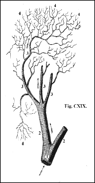 Fig. CXIX.