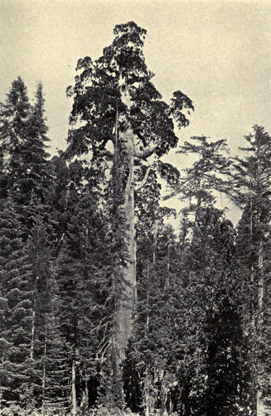 “General Grant” Sequoia in General Grant National Park