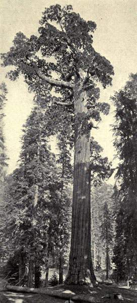 A Giant Sequoia
