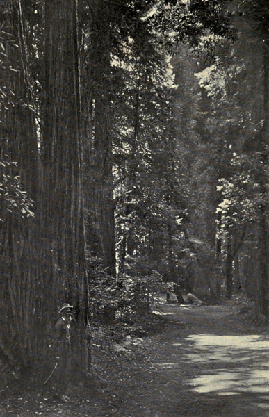John Muir in Muir
Woods (1909)