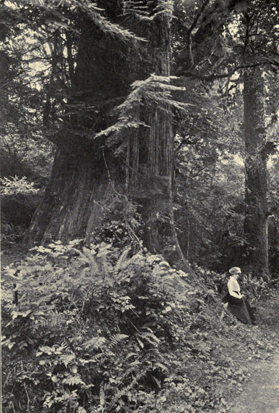In a Puget
Sound Forest