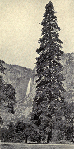 Yellow Pine
(Yosemite Valley Form)