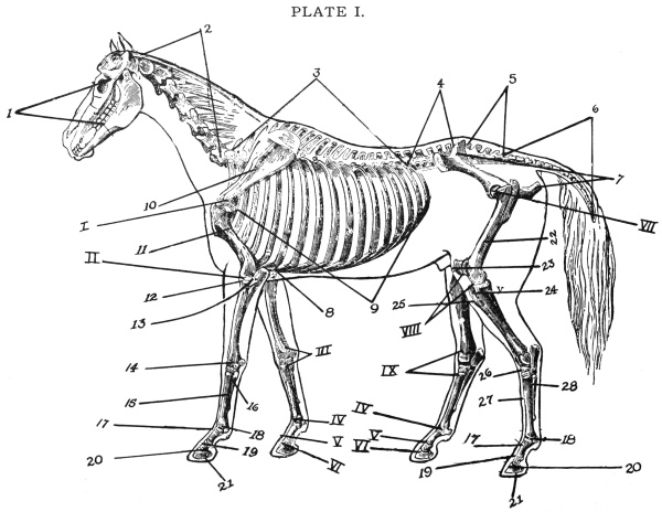 The Project Gutenberg eBook of Notes on Veterinary Anatomy, by Charles J.  Korinek.