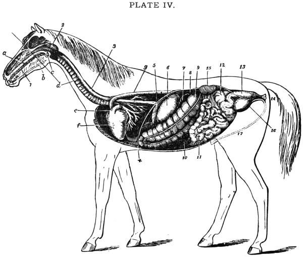 The Project Gutenberg eBook of Notes on Veterinary Anatomy, by Charles J.  Korinek.