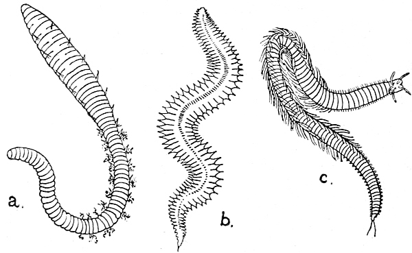 Reconstructed Ribs - Earthworm Express