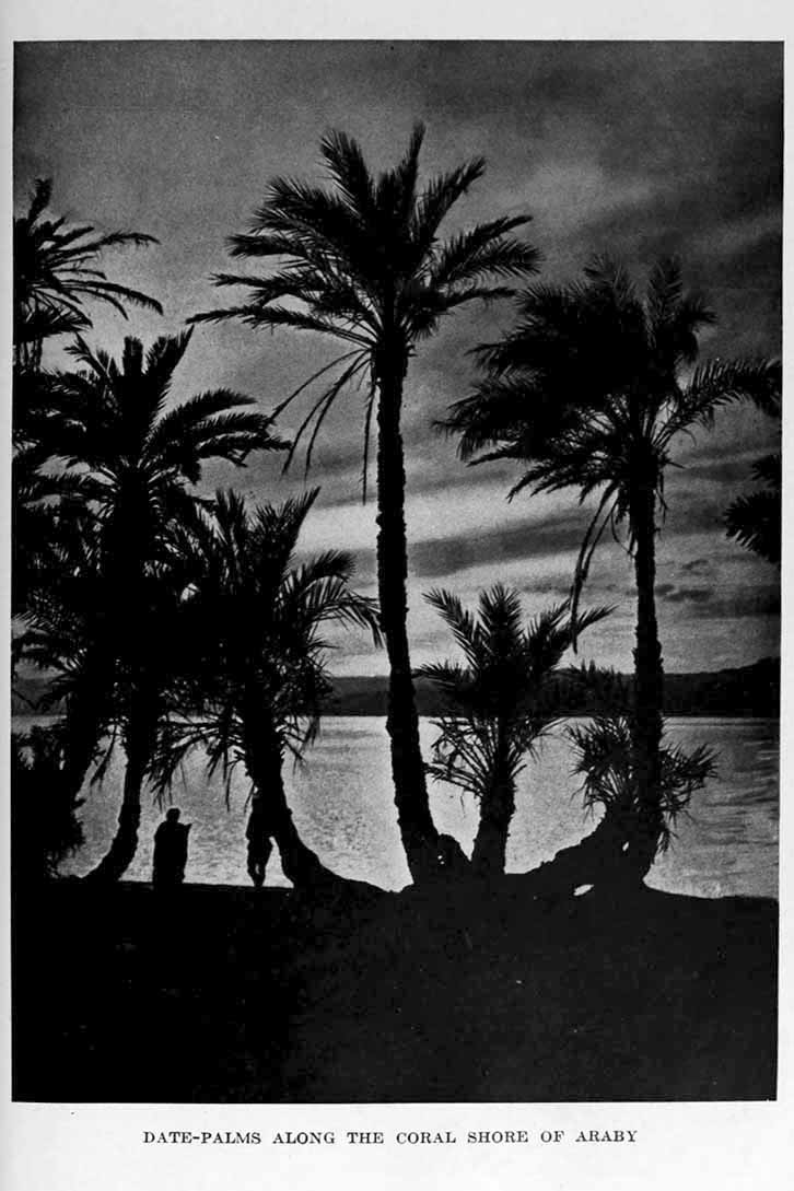 Photograph: DATE-PALMS ALONG THE CORAL SHORE OF ARABY
