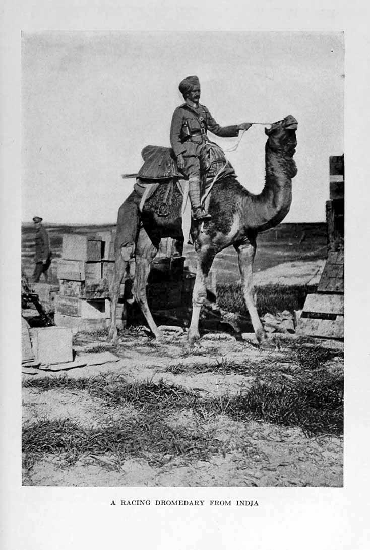 Photograph: A RACING DROMEDARY FROM INDIA