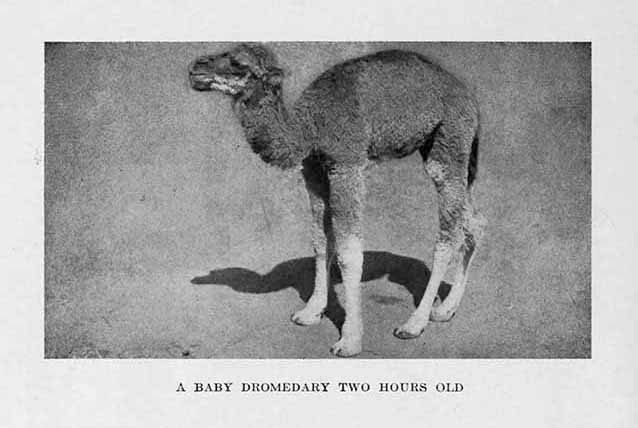 Photograph: A BABY DROMEDARY TWO HOURS OLD