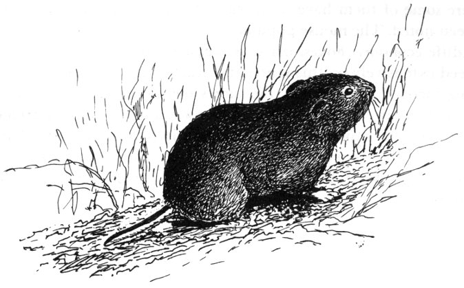 Collared Lemming feeding on dwarf willow in winter