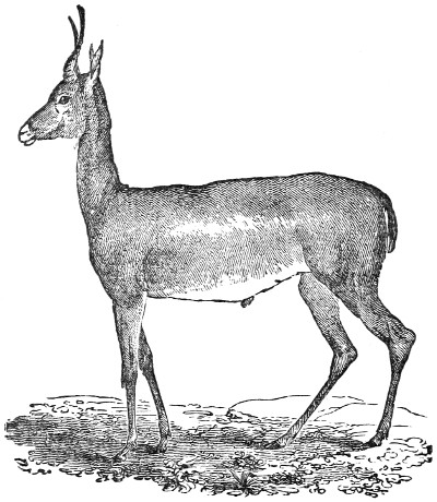 African Elk