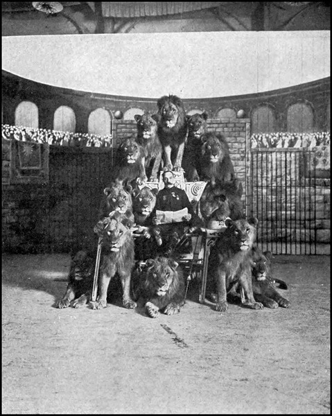 Bostock's trained lions,Man reading newspaper,surrounded by lions,1903 Frank C