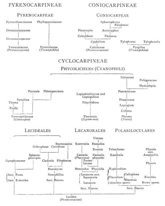 Diagrammatic scheme of suggested
progression in lichen structure; shows groupings Pyrenocarpineae, Coniocarpineae,
Cyclocarpineae, the last broken down into Phycolichens (Cyanophili), Lecideales,
Lecanorales, Polariloculares