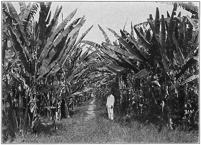 An abaca plantation