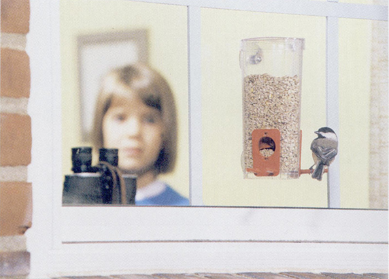Bird on window feeder