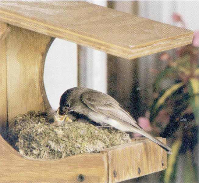 Nesting ledge