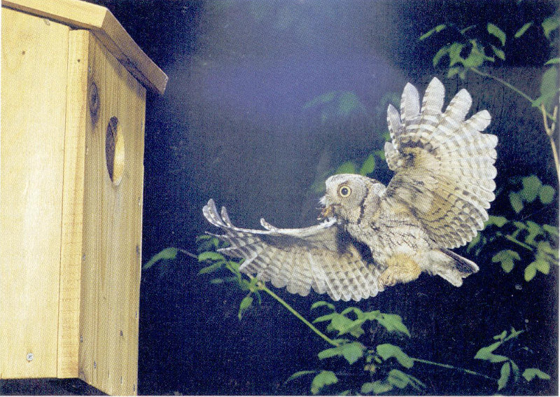 Owl house