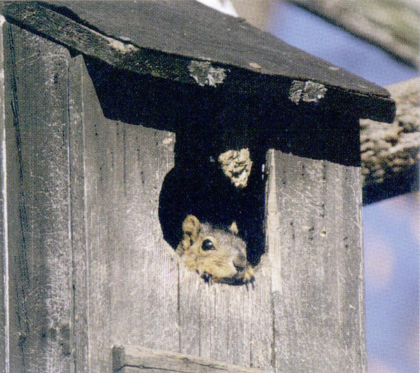Squirrel in nest box