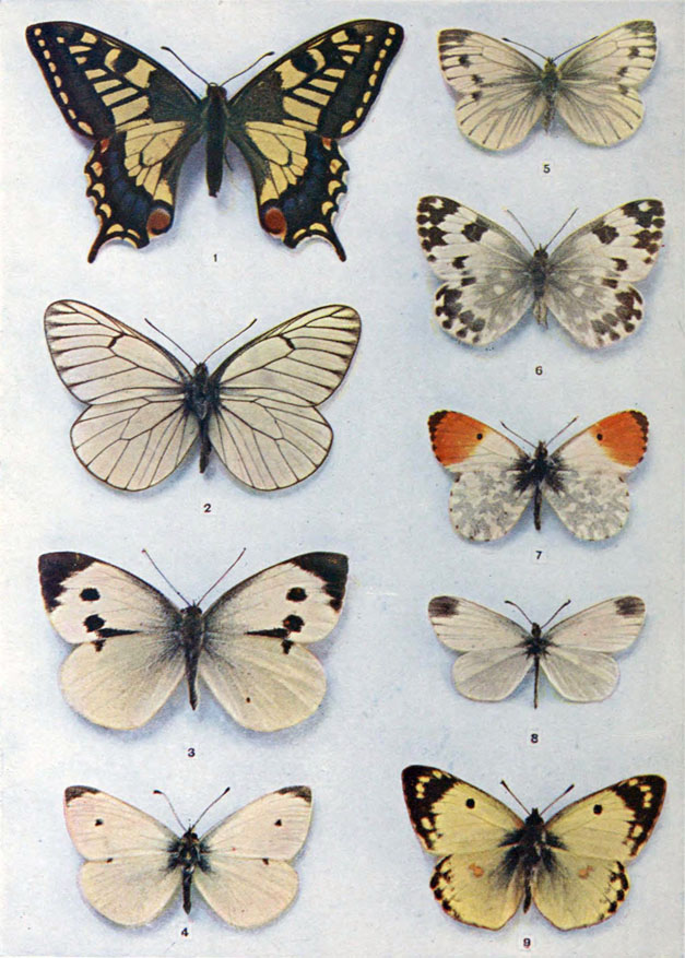 The butterflies of the British Isles. Butterflies. THE BUTTERFLY. II third,  which are closely united, each bear a pair of wings also. The legs, which  in the butterfly are adapted for