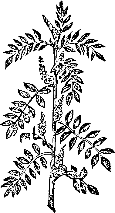 Drawing of the Indigofera tinctoria plant