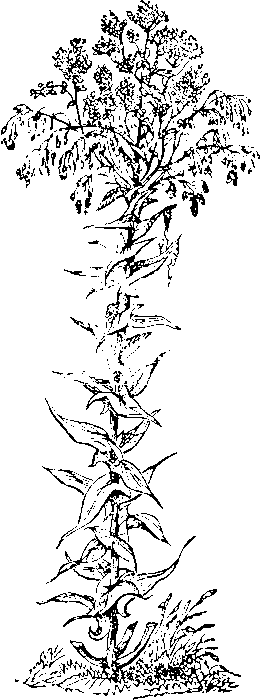 Drawing of the Isatis tinctoria plant
