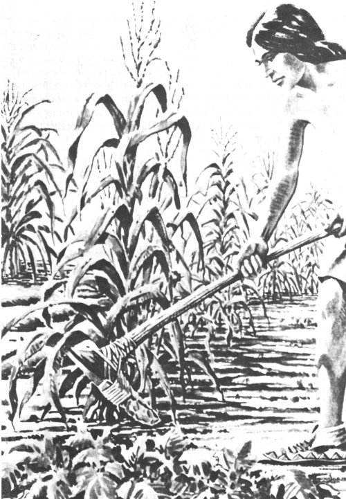Tending corn
