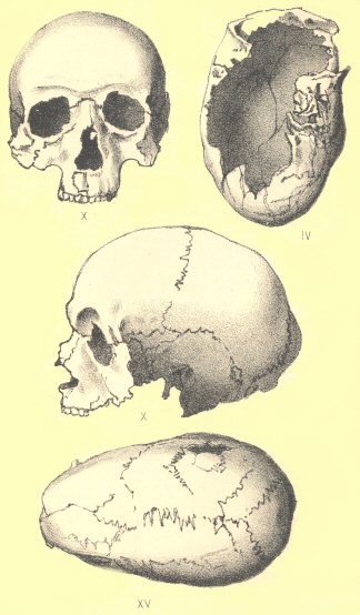 Skulls from Wroxeter