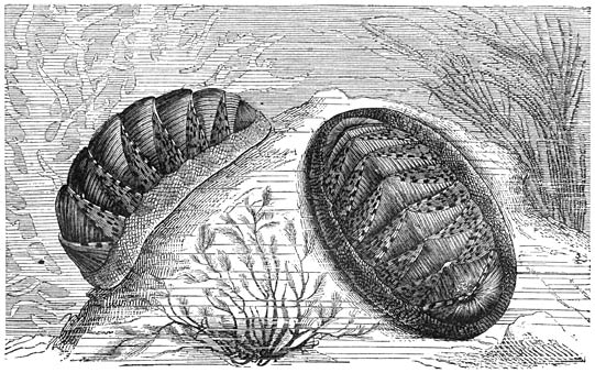 Sierlijke Keverslak (Chiton elegans). Ware grootte.