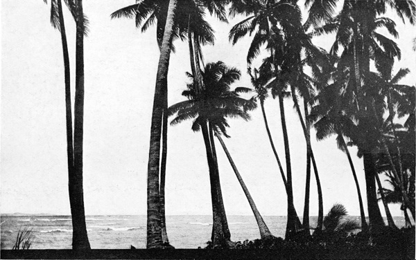 Neverless® T-shirt de surf pour homme Motif tête de mort Palm Beach vintage
