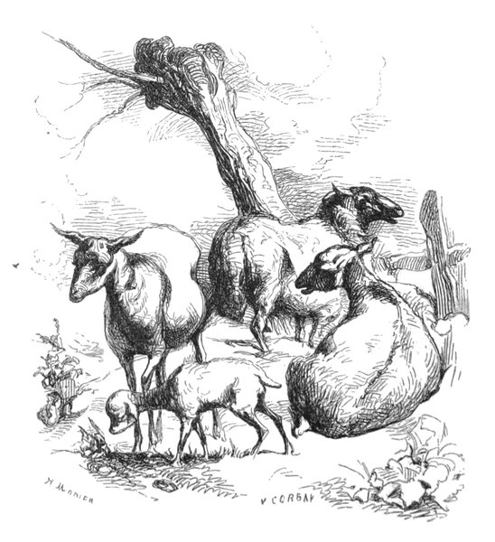 Groupe de Moutons au champ