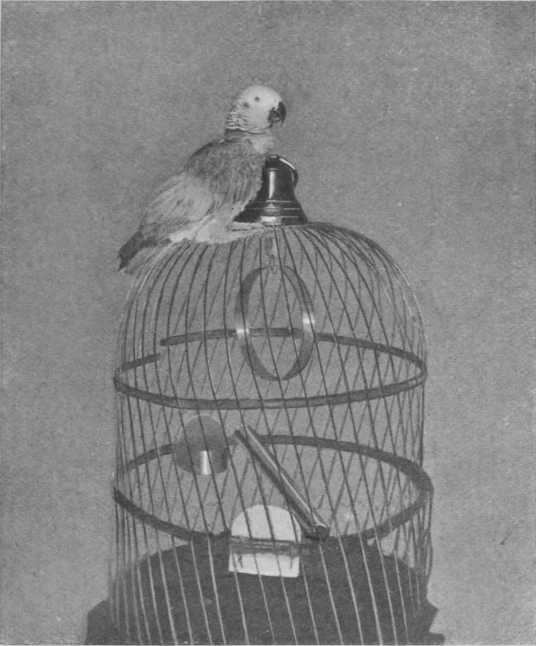 [Photograph of bird on outside of cage]