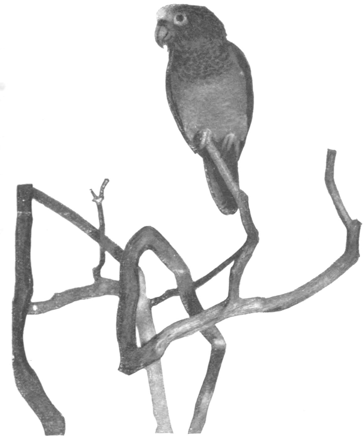 [Photograph of bird on tree branch]