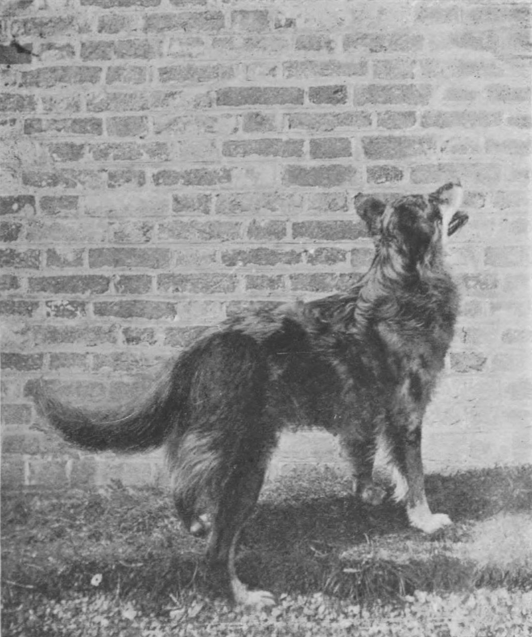[Photograph of a dog]