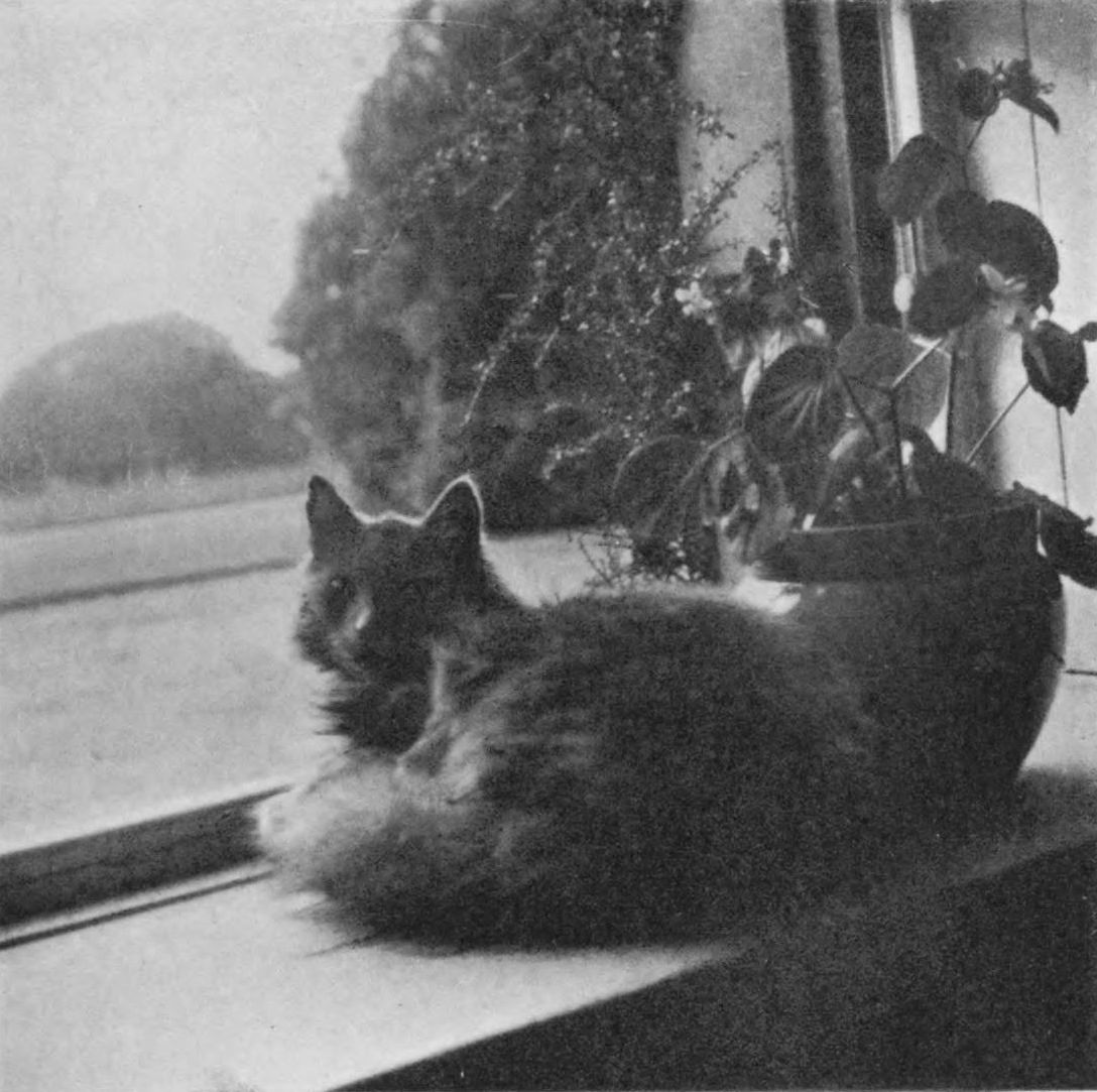 [Photograph of a cat]