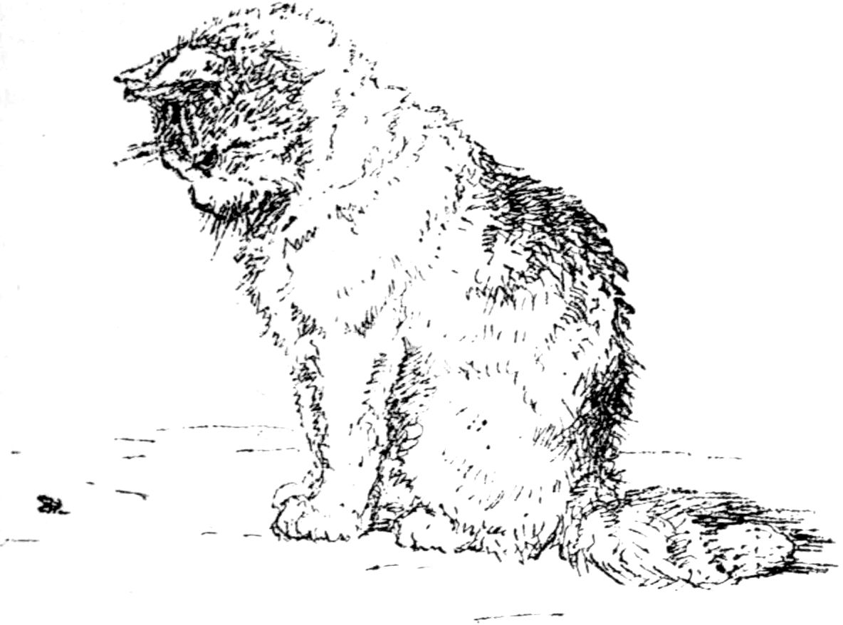 [Cat by Madame Ronner]