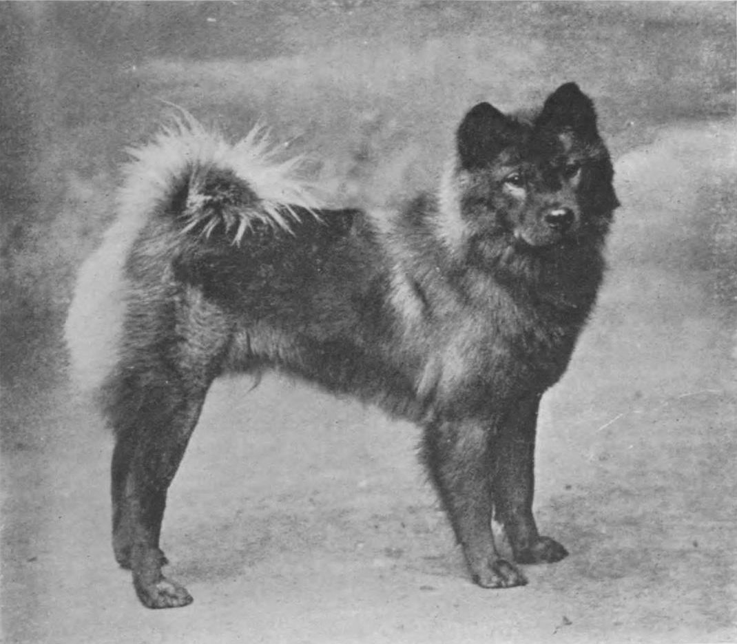 [Photograph of a dog]