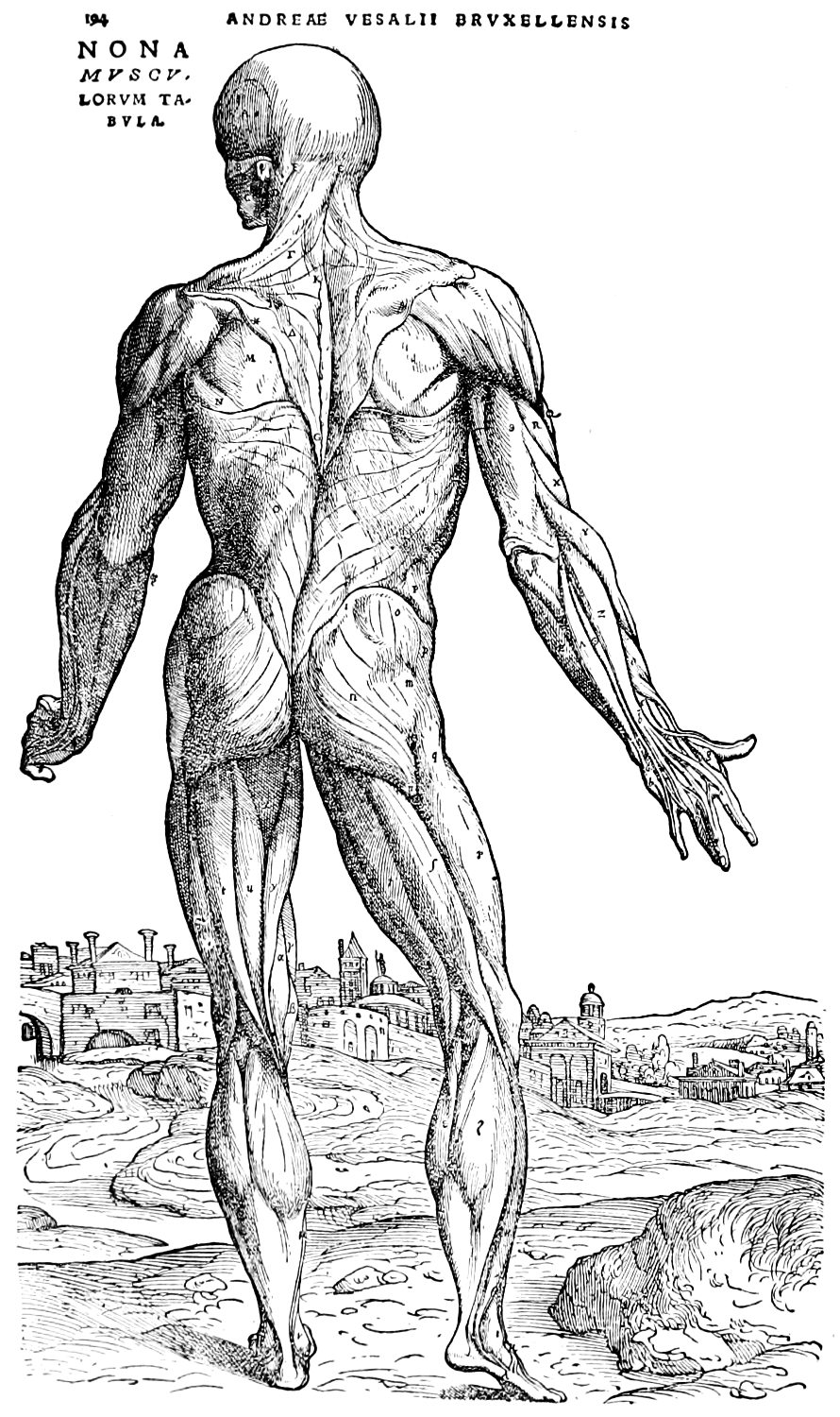 Buy Andreas Vesalius : Muscle Man VI 1543 Giclee Fine Art Print Online in  India - Etsy
