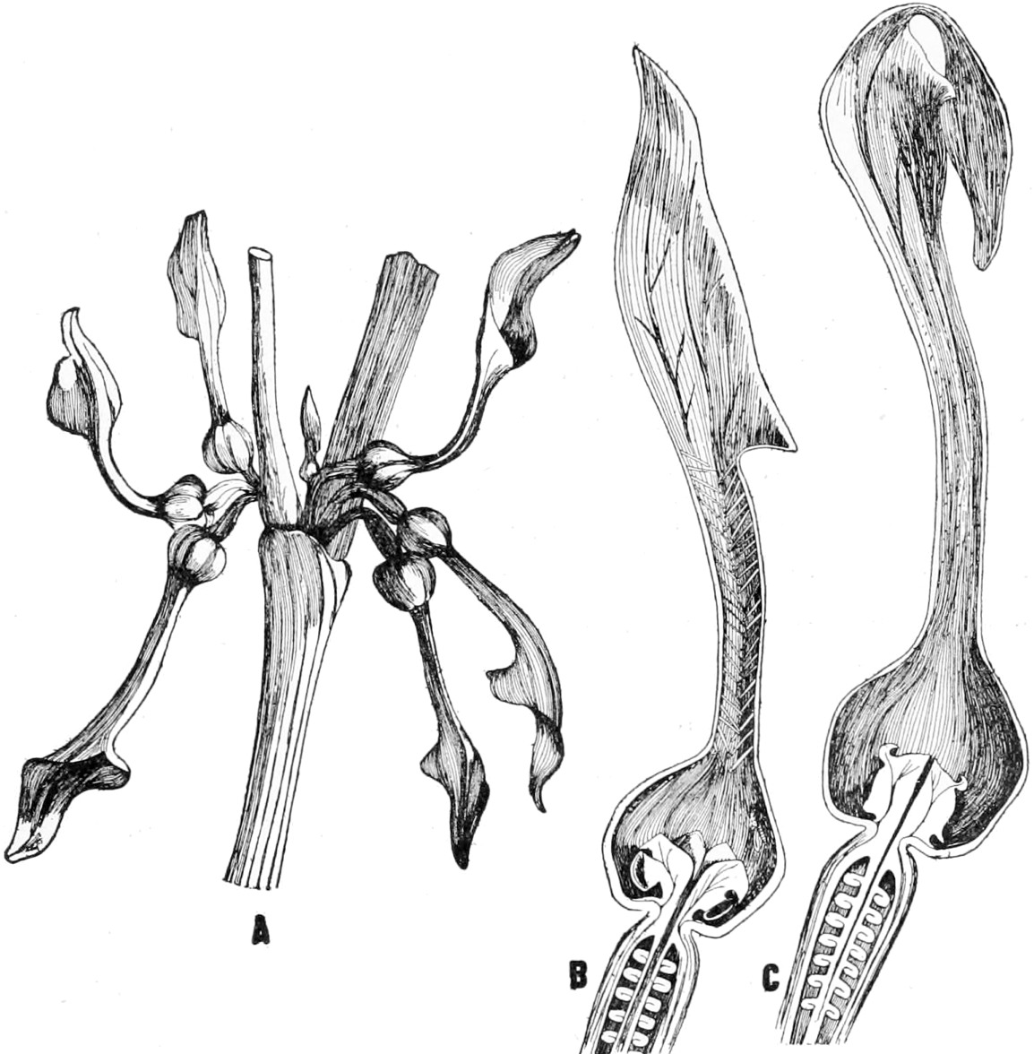 The Project Gutenberg eBook of Evolution and Adaptation, by Thomas Hunt  Morgan