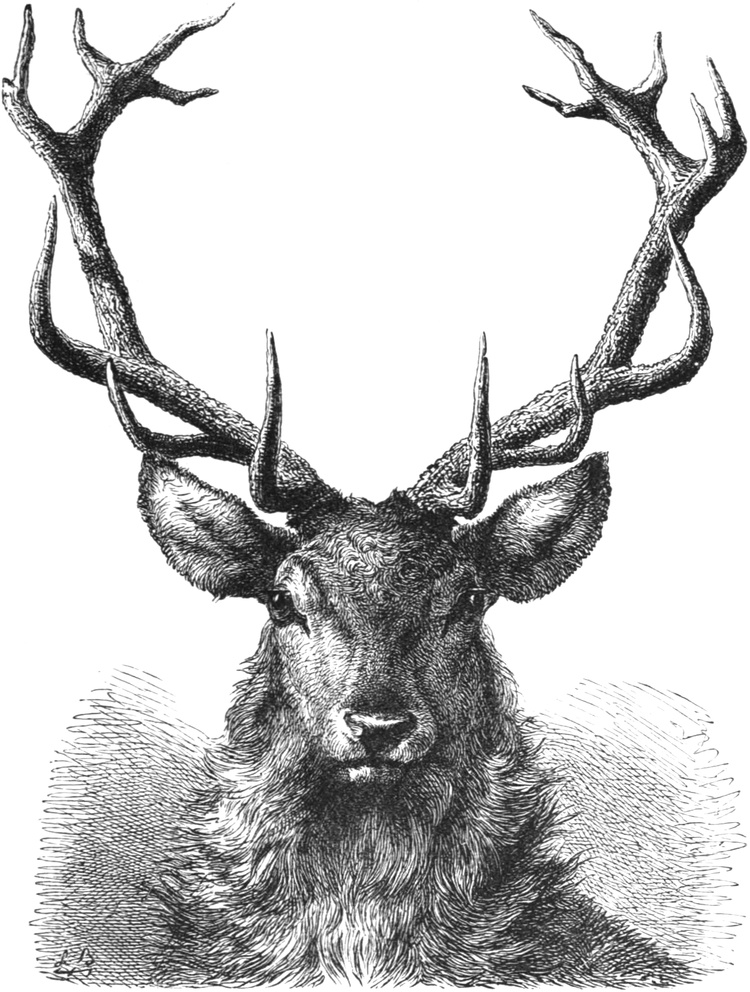 Red deer rose roebuck 10 caprelous stag antlers gift taxidermy horn animal 