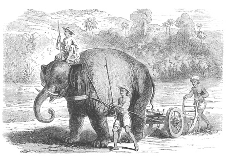 AN ELEPHANT PLOUGHING
