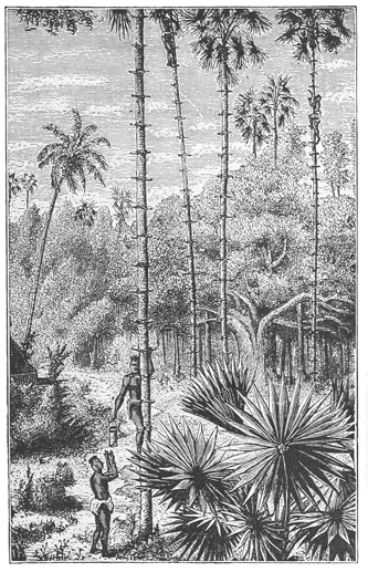 TAPPING THE BORASSUS PALM.