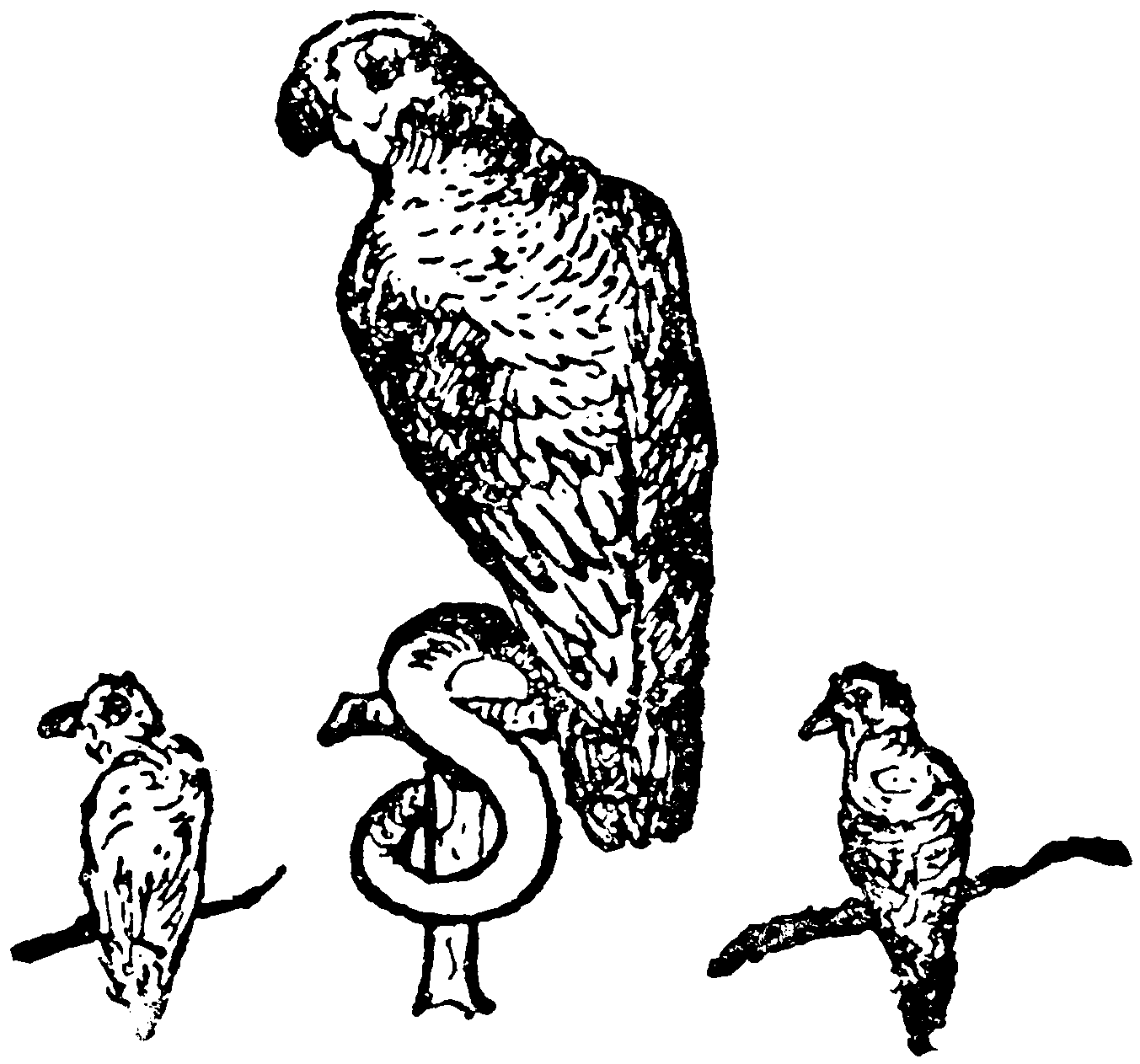 Parrots