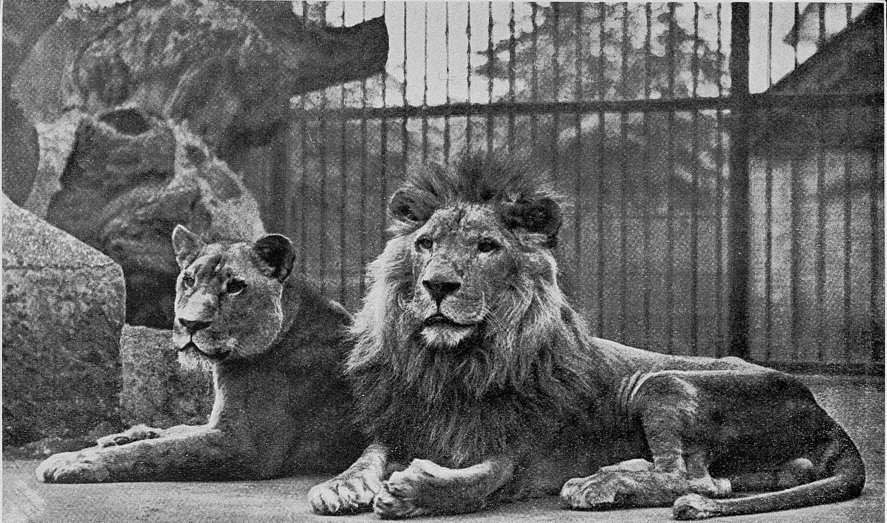 Barbary Lion With Approaching Snow Storm Wall Art, Canvas Prints