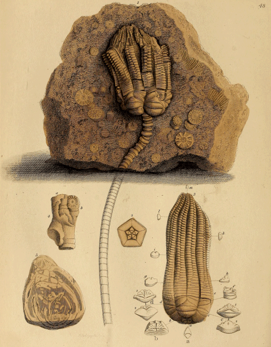 The Project Gutenberg eBook of A Pictorial Atlas of Fossil Remains