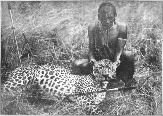 A LEOPARD SPEARED BY THE NATIVES