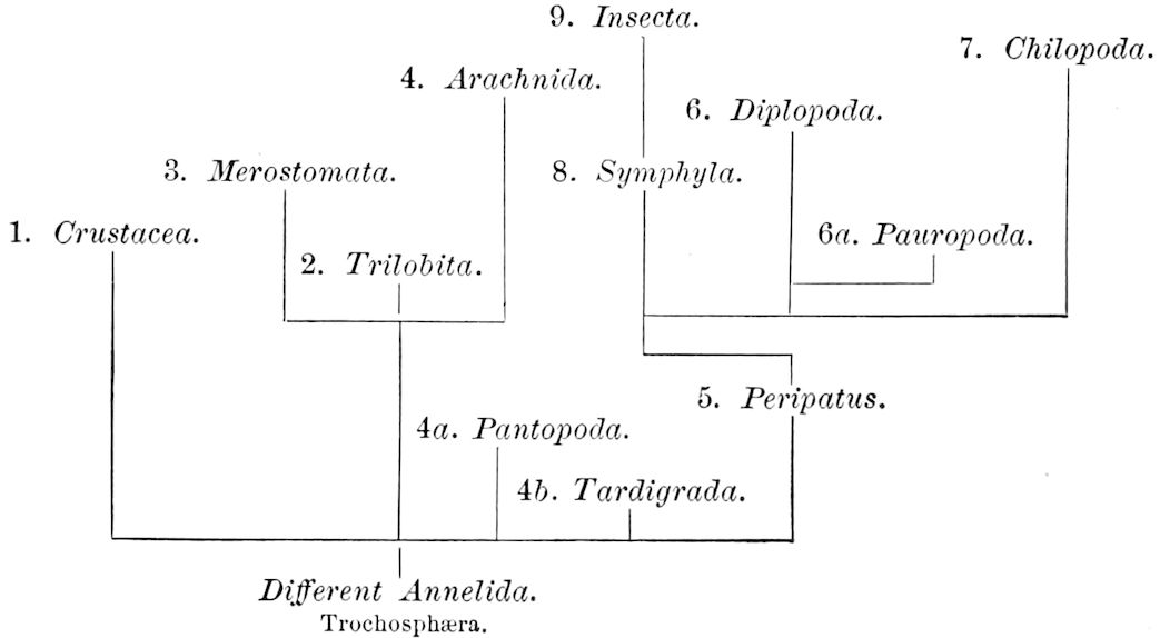 9. _Insecta._ 7. _Chilopoda._ 4. _Arachnida._ 6. _Diplopoda._ 3. _Merostomata._ 8. _Symphyla._ 1. _Crustacea._ 6_a_. _Pauropoda._ 2. _Trilobita._ 5. _Peripatus._ 4_a_. _Pantopoda._ 4_b_. _Tardigrada._ _Different Annelida._ Trochosphæra.