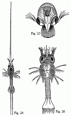 Fig. 24. Zoëa of
Porcellana stellicola, F. Müll. Magnified. Fig. 25. Zoëa of the Tatuira
(Hippa emerita), magnified. Fig. 26. Zoëa of a small Hermit Crab, magnified .